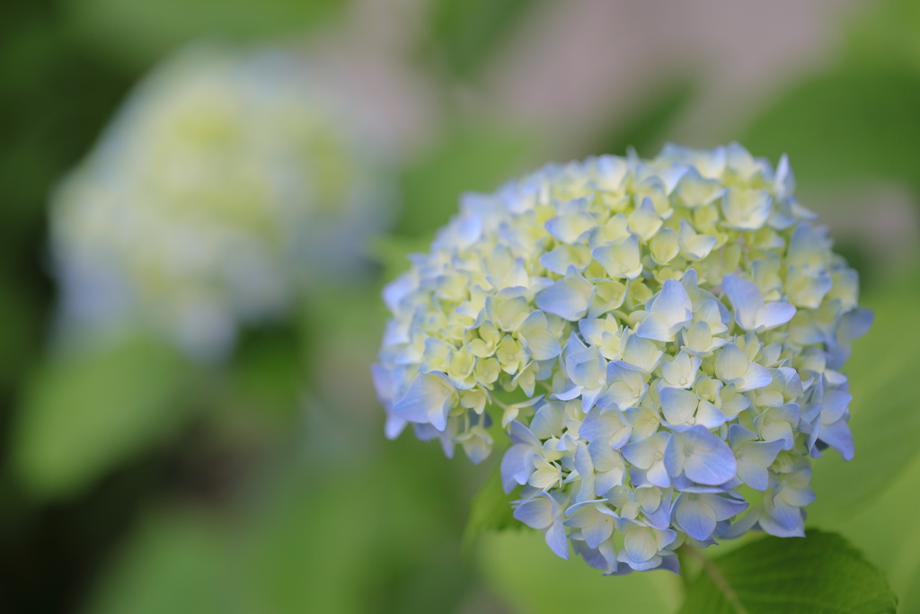 うちの紫陽花
