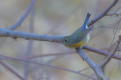 瑠璃鶲（ルリビタキ）♀