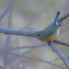 瑠璃鶲（ルリビタキ）♀