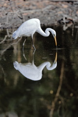 Reflection