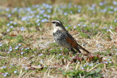 春の鶫（ツグミ）