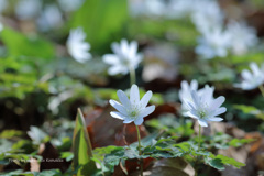 菊咲一華（カタクリ山公園）