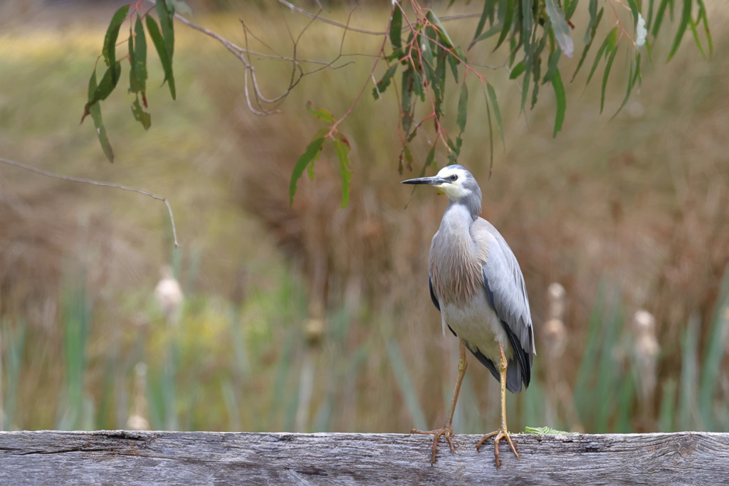 Blue crane（カオジロサギ）