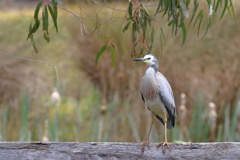Blue crane（カオジロサギ）