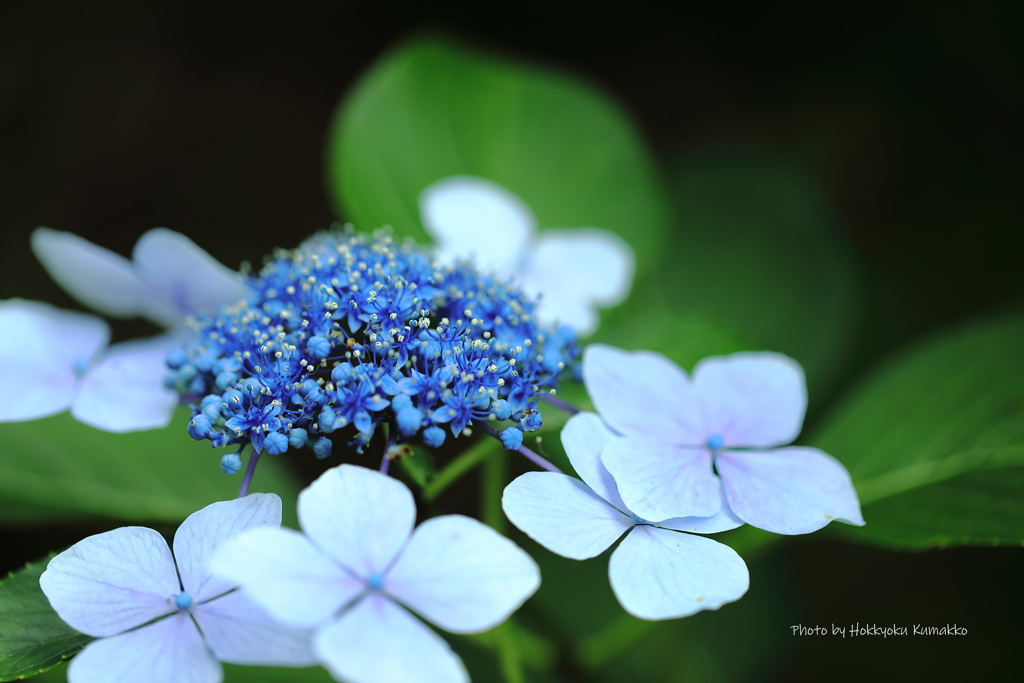 紫陽花（神代植物公園）