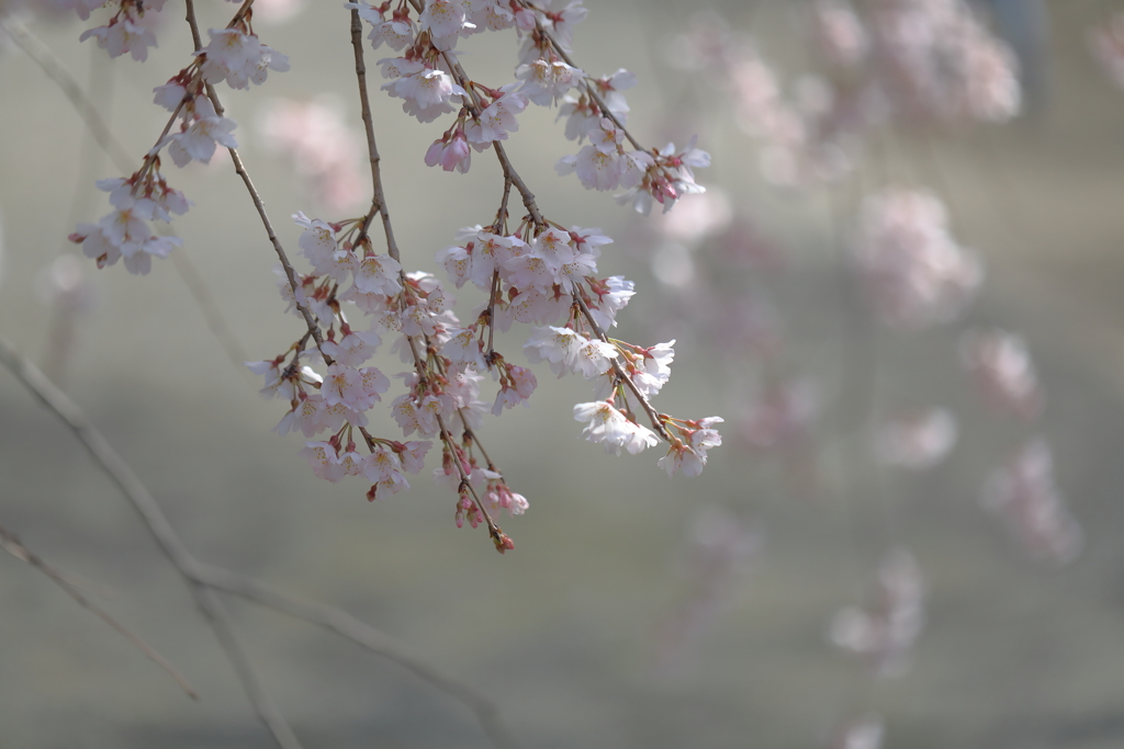 枝垂れ桜