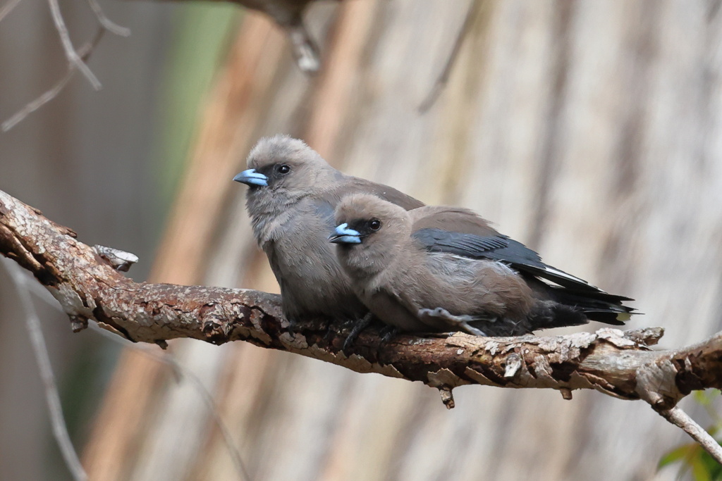 Dusky Woodswallow①