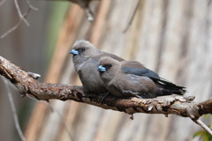 Dusky Woodswallow①