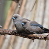 Dusky Woodswallow①