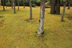 苔むす庭園 時々紅葉