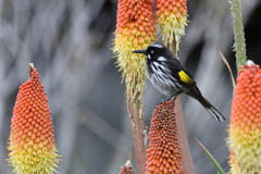 New Holland Honeyeater①