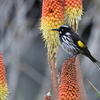 New Holland Honeyeater①