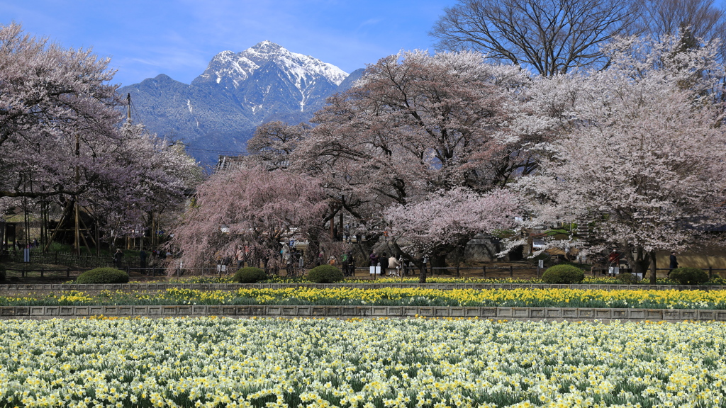 実相寺の春