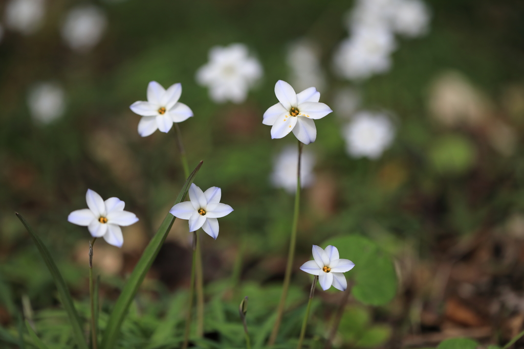 勢ぞろい　花韮