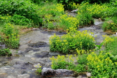 雷鳥沢沿いのお花畑（山辛子）