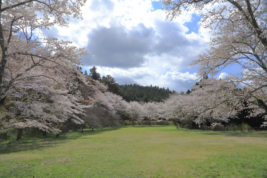 桜ヶ城 一人占め