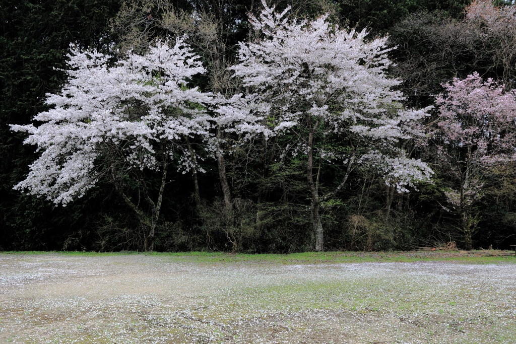 桜散る II