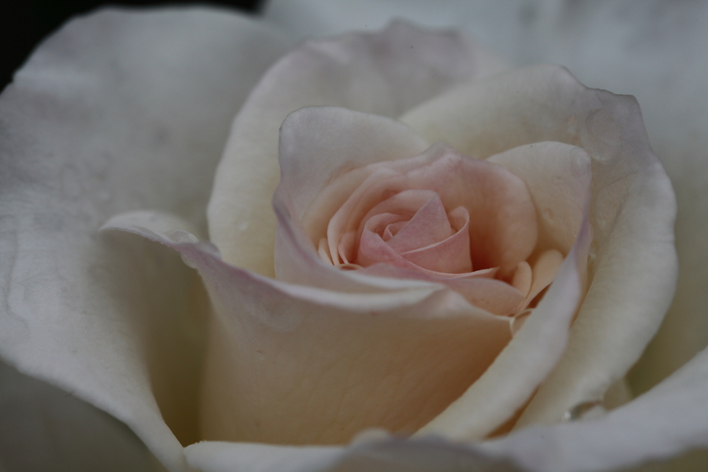 薔薇　彩々 V