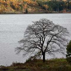 青木湖畔の大樹