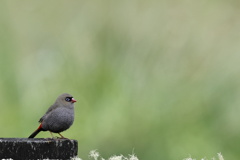 Beautiful Firetail②