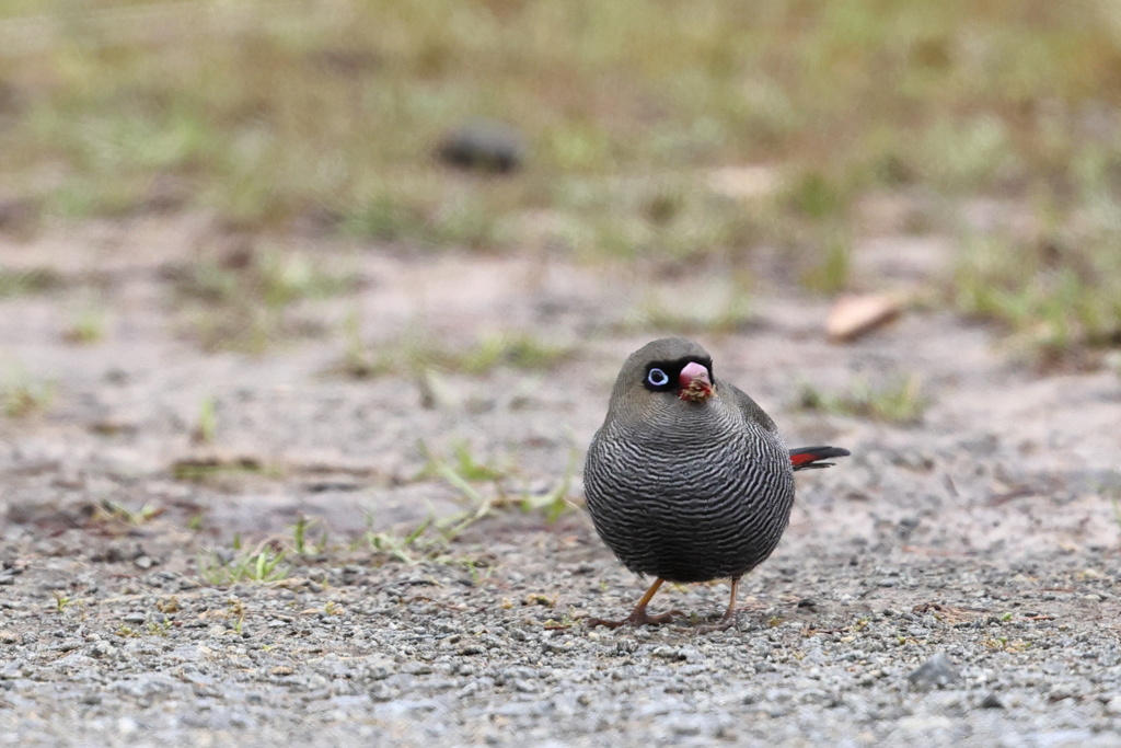 Beautiful Firetail①