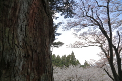 高野槇と桜