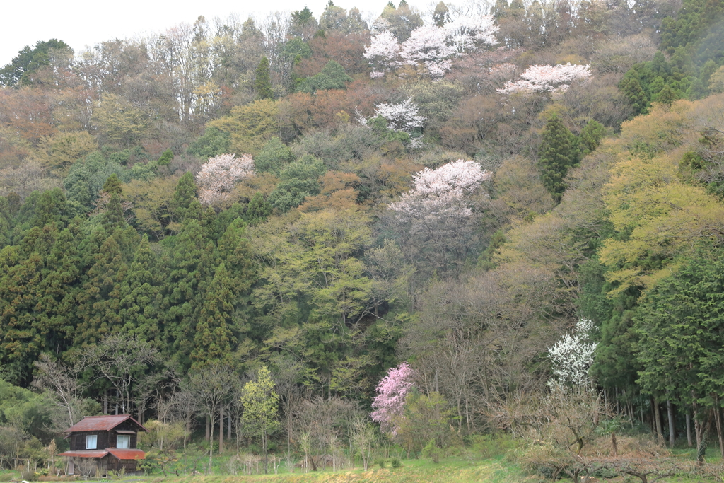 里の春