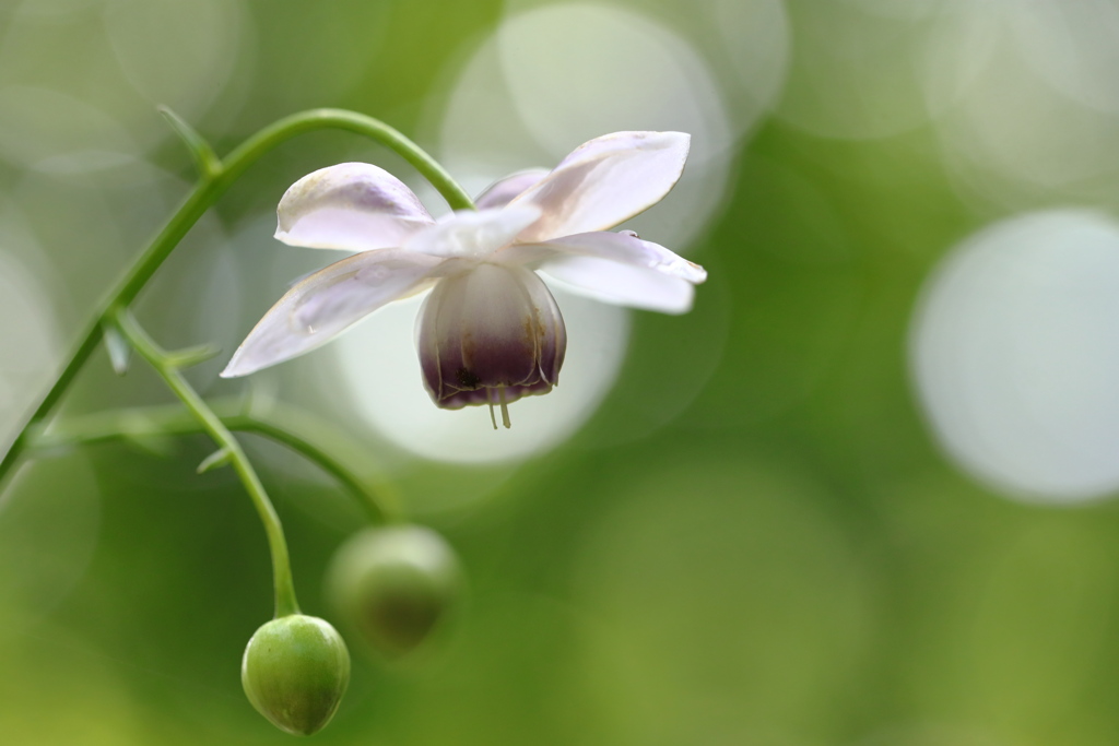 伝統美（赤城自然園）