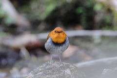 にらめっこ
