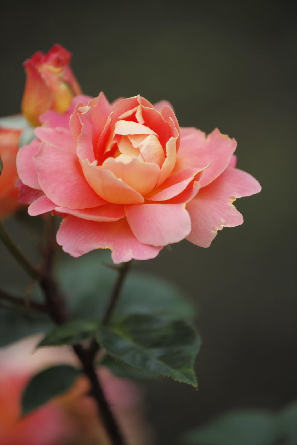 薔薇　彩々 II
