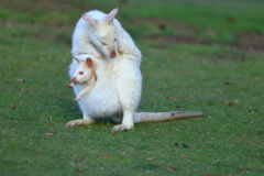 White Wallaby②