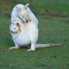 White Wallaby②