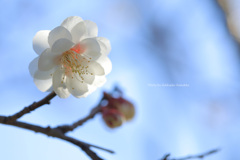 八重海棠（神代植物公園）