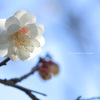 八重海棠（神代植物公園）