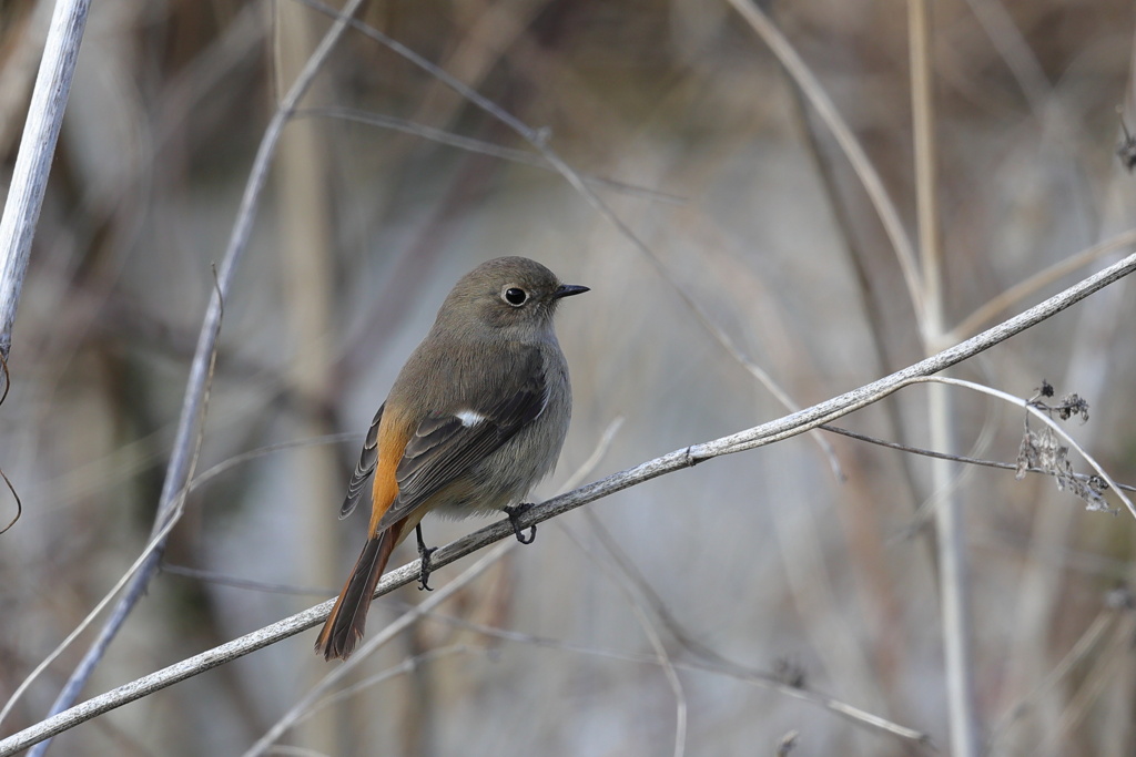 尉鶲（ジョウビタキ）♀