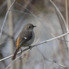 尉鶲（ジョウビタキ）♀