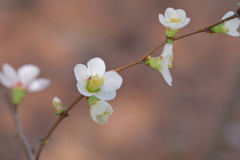 木瓜（ボケ）