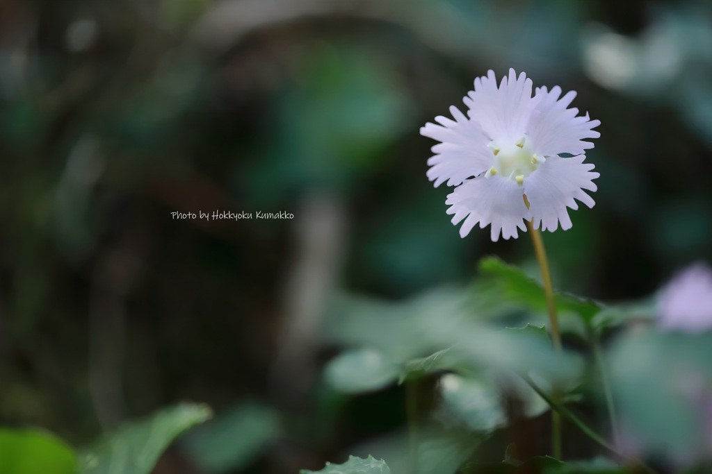 春の使者（那珂川 富山）