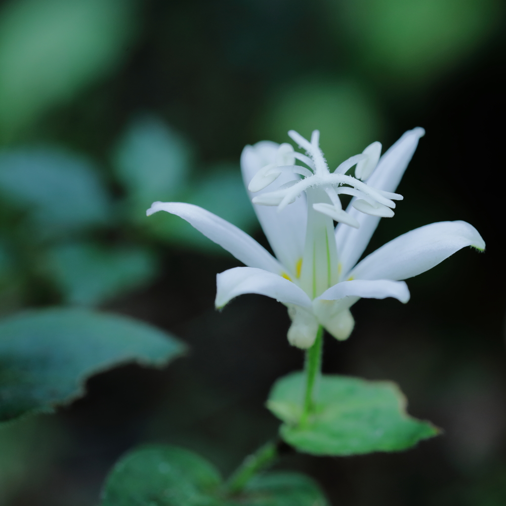 杜鵑草（ホトトギス：赤城自然園）