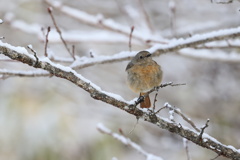 春はまだかな