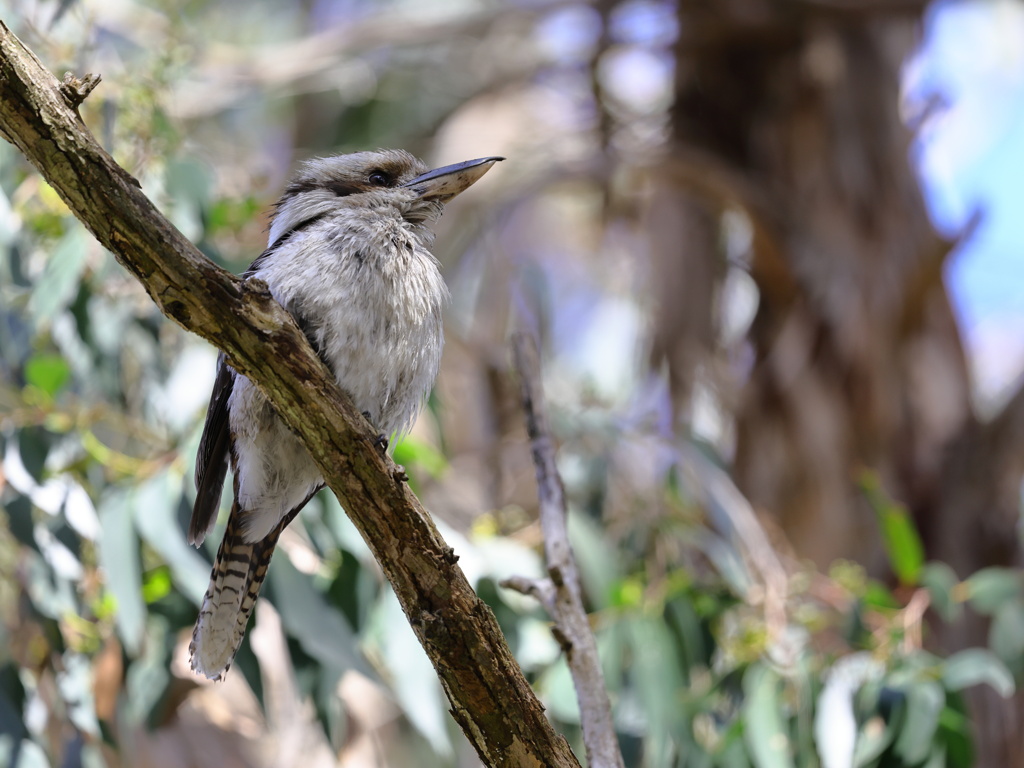 Laughing Kookaburra②