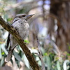 Laughing Kookaburra②