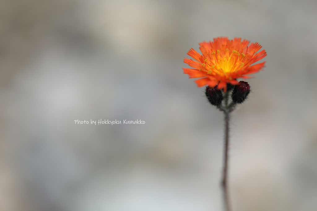 紅輪蒲公英（北八ヶ岳坪庭）