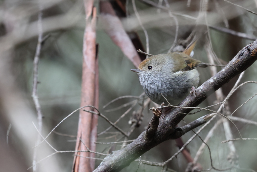 Tasmanian Thornbill②