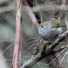 Tasmanian Thornbill②
