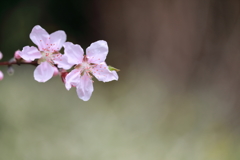 若葉が見えてますよ(^_-)-☆