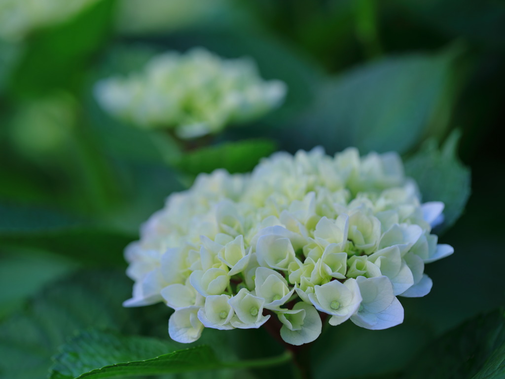 うちの紫陽花 II
