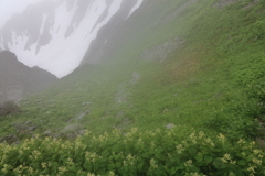 御蓼 雪渓 花畑 立山