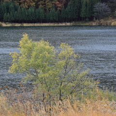 秋の中綱湖