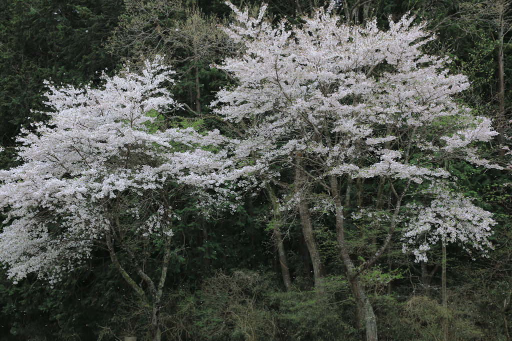 桜散る I